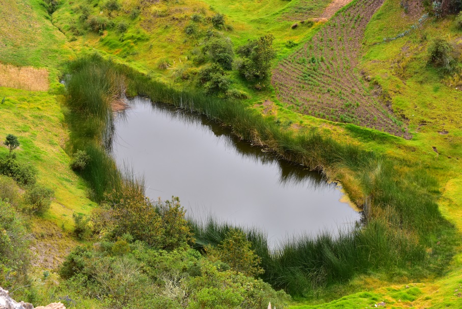 VERDE COCHA